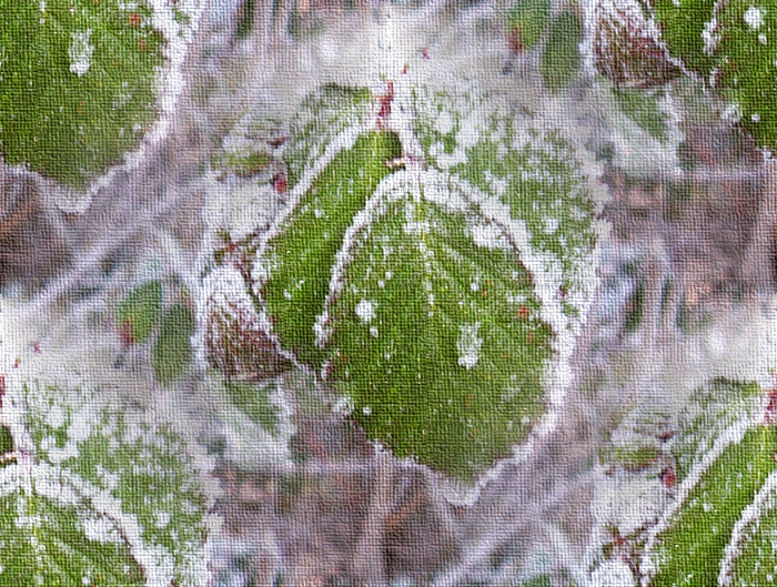 Sømløse blade i frostvejr. Foto: Per Thykjær Jensen, 2004.